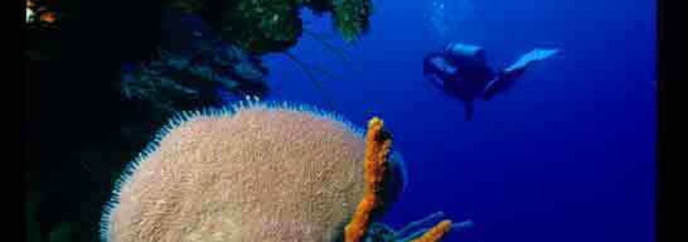 #Endlesssummer Great wall diving on Little Cayman. Colorful sponges, lots of fish and beautiful tropical waters.