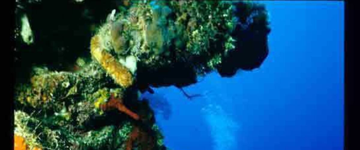 A diver exploring a coral reef with a large, pinkish sea urchin and vibrant marine life.