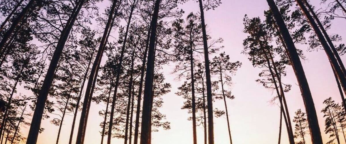 These tall pine forests that line the banks of Lake Baikal make for incredible pictures. This was shot on the east side of the lake, a few hours north of Ulan-Ude in Russia
#Russia #Travel #sunset