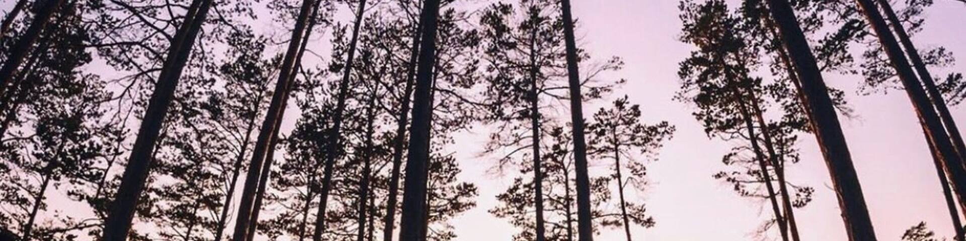 These tall pine forests that line the banks of Lake Baikal make for incredible pictures. This was shot on the east side of the lake, a few hours north of Ulan-Ude in Russia
#Russia #Travel #sunset