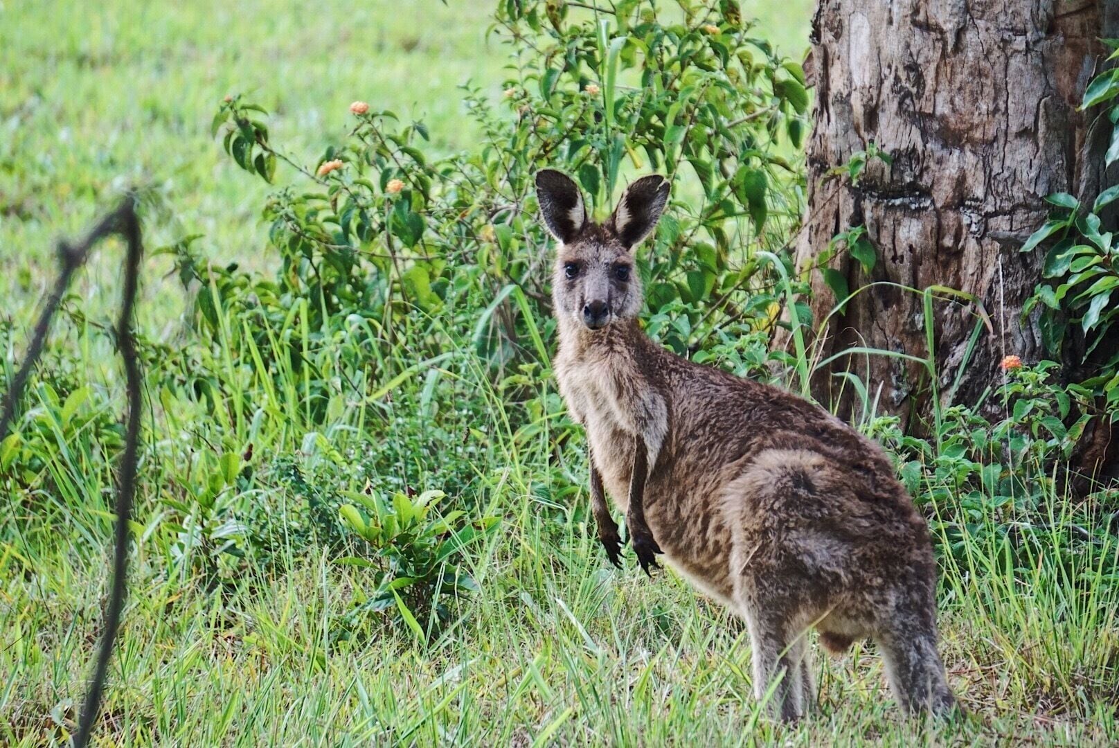Joey in the field at Crescent Head ! So cute looking straight at the camera. What a #poser 

#australia #crescenthead #wildlife #roadtrip
