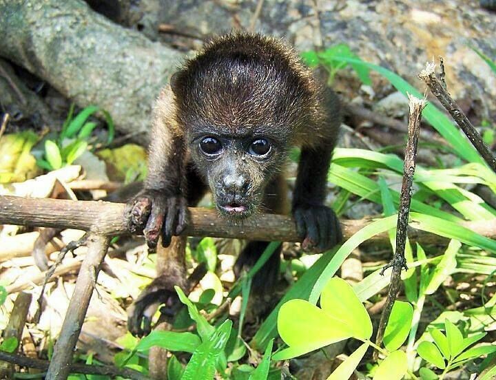 Stop by to visit the Rainsong Wildlife Sanctuary and ask the volunteers for what up close animal encounters you can experience! I interned here in 2010 and volunteered in 2011.