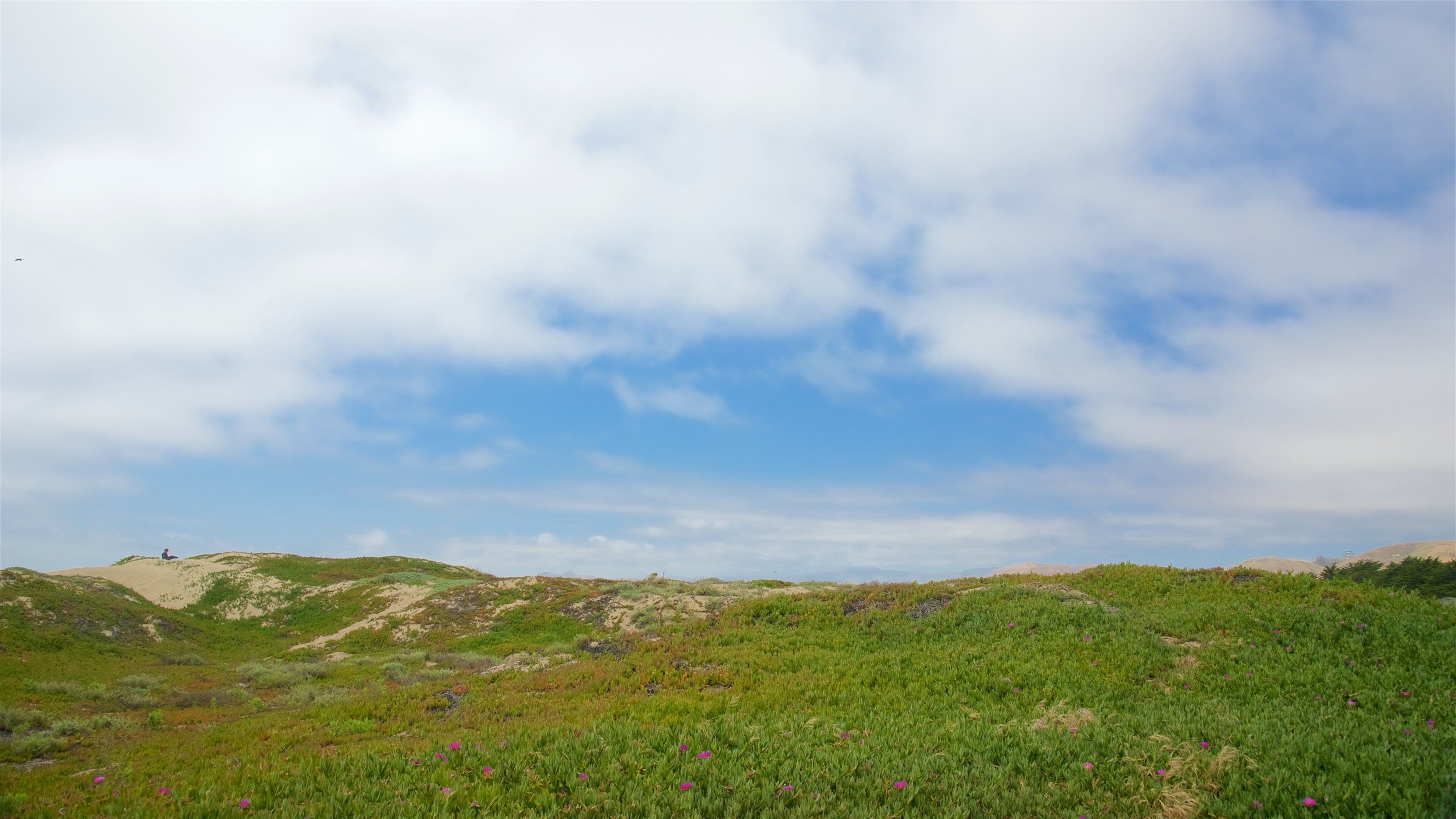 Morro Strand State Beach showing tranquil scenes and a sandy beach