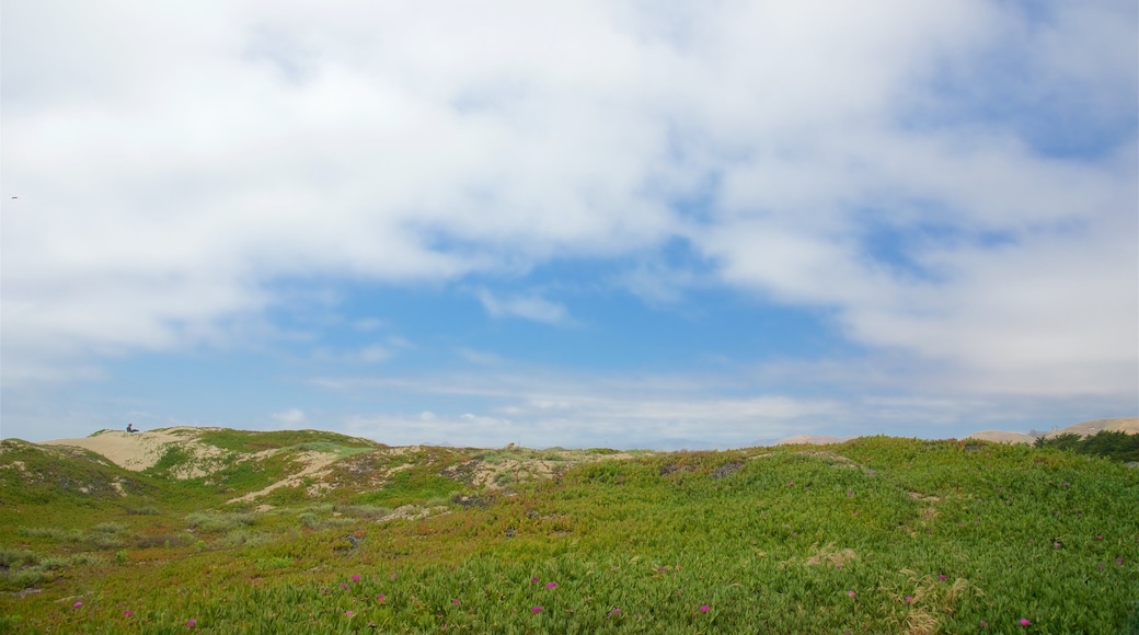 Morro Strand State Beach showing tranquil scenes and a sandy beach