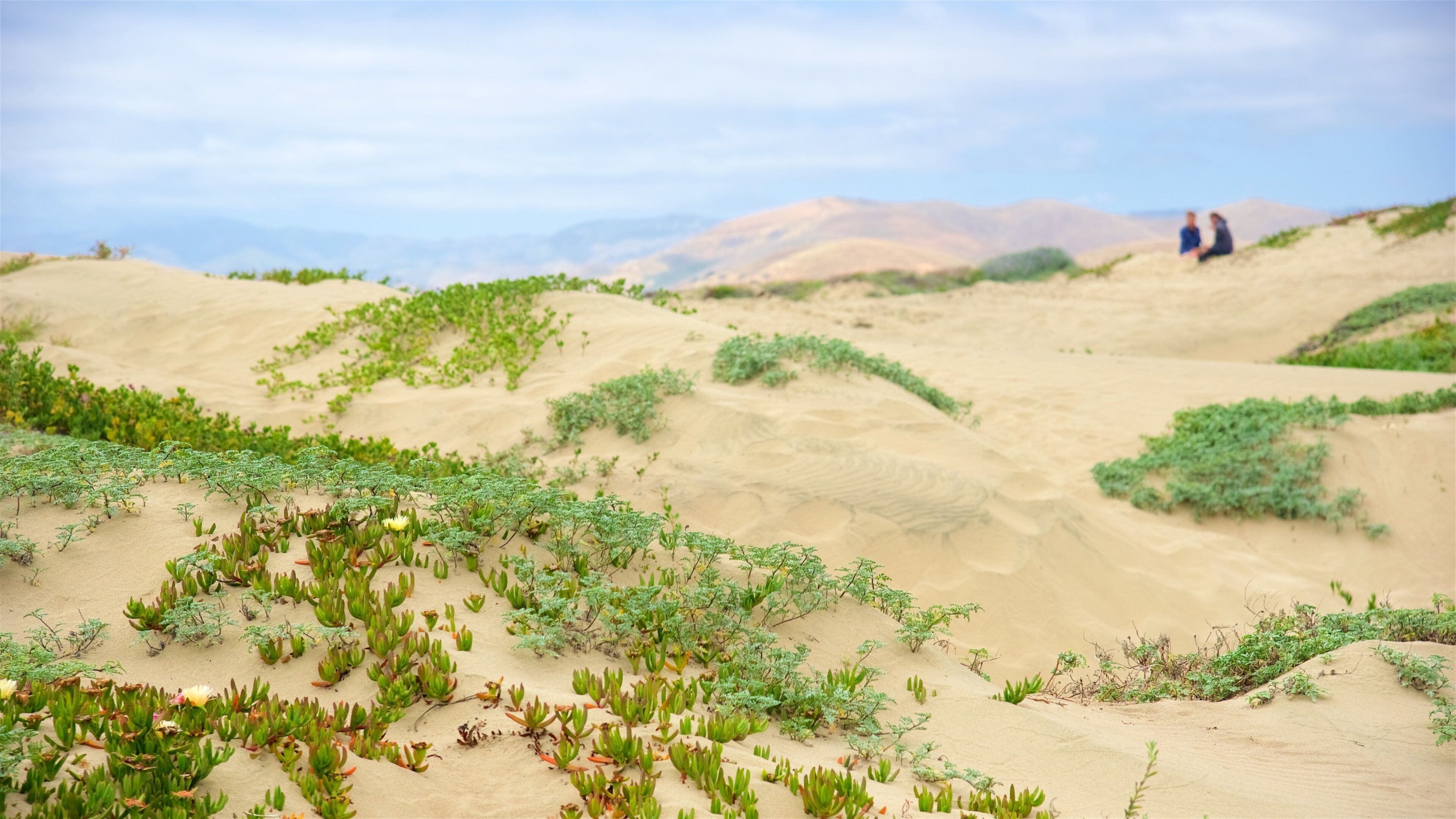 Morro Strand State Beach showing a beach and tranquil scenes