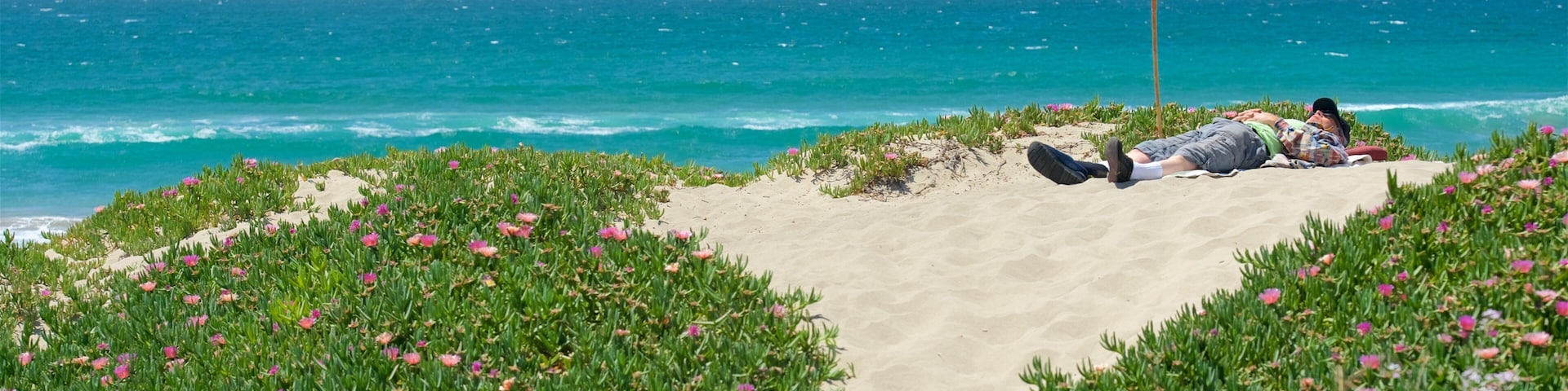 Morro Strand State Beach showing wildflowers, general coastal views and a sandy beach