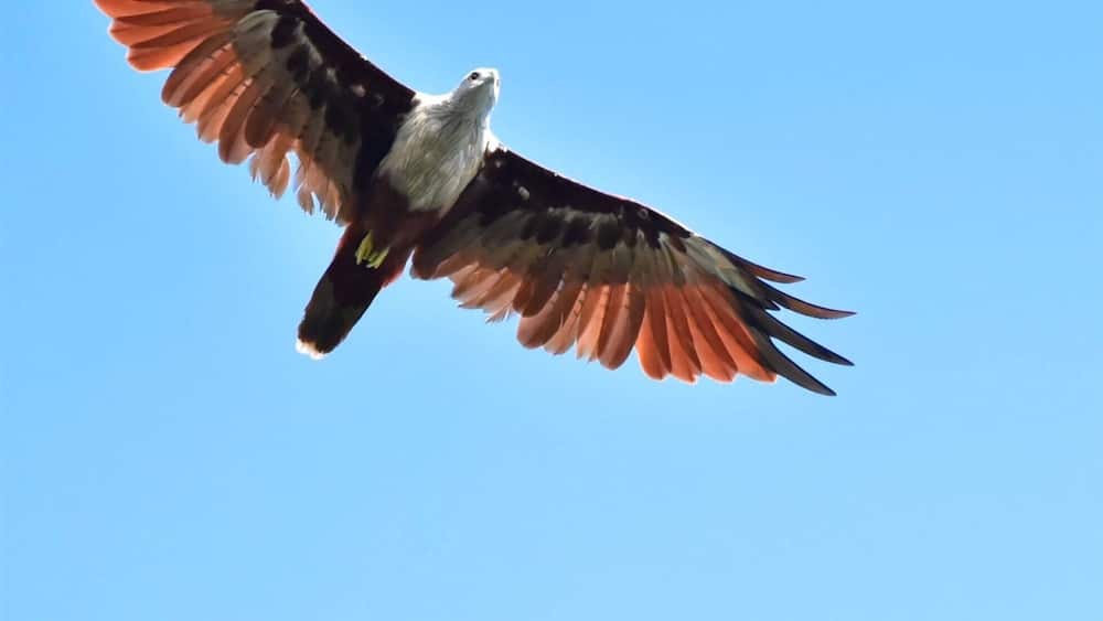Brahminy Kite