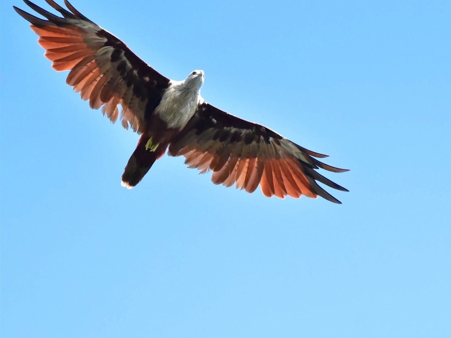 Brahminy Kite