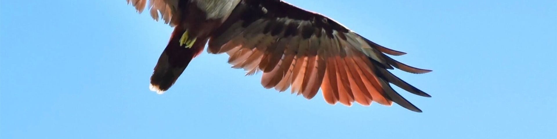 Brahminy Kite