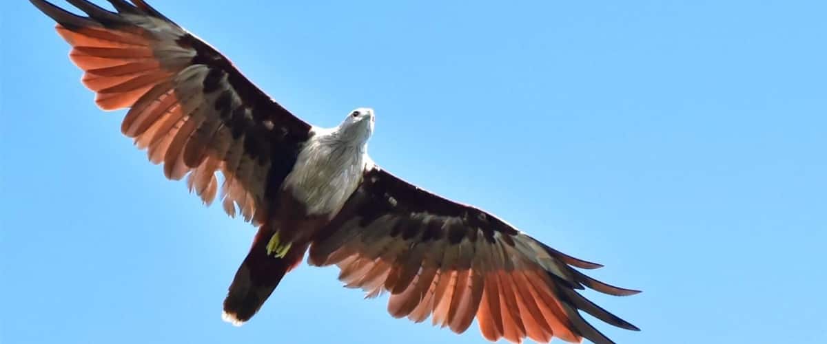 A bird of prey in flight against a clear blue sky.