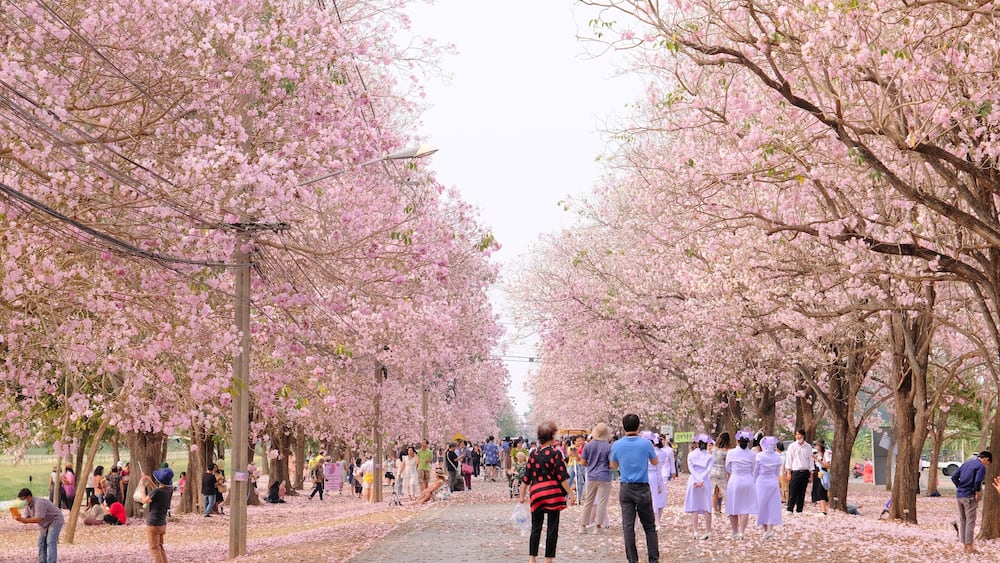 March 15 2023, Thailand : Tourists enjoy pink trumpet tree or Tabebuia rosea at Kamphaeng Saen, Nakhon Pathom province.