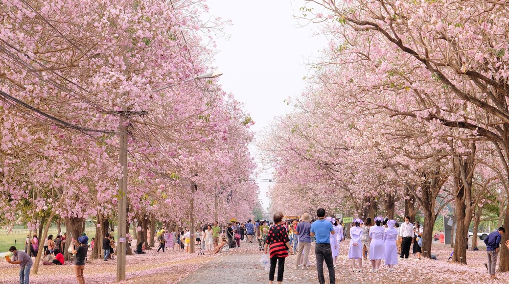March 15 2023, Thailand : Tourists enjoy pink trumpet tree or Tabebuia rosea at Kamphaeng Saen, Nakhon Pathom province.