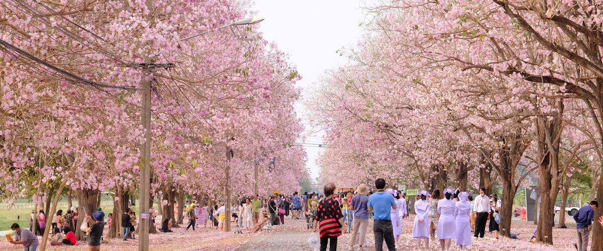 A pathway lined with cherry blossom trees, people walking and sitting, and a group of individuals in white and purple attire.