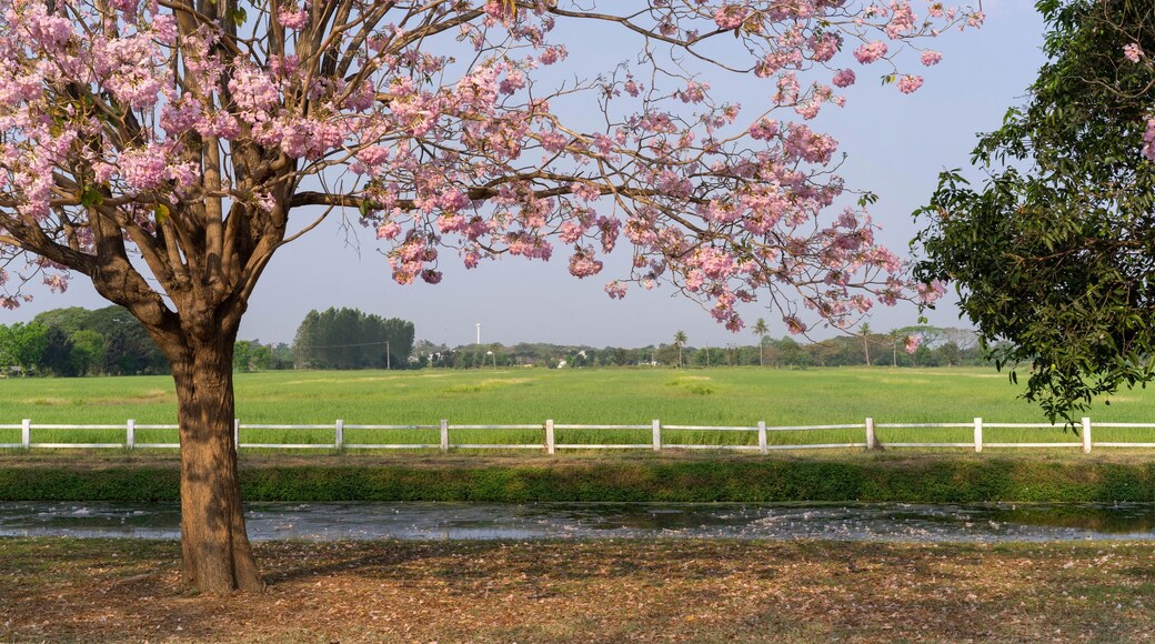 Pink Pantip Flower Kamphaeng Saen Nakhon Pathom Sakura Thailand