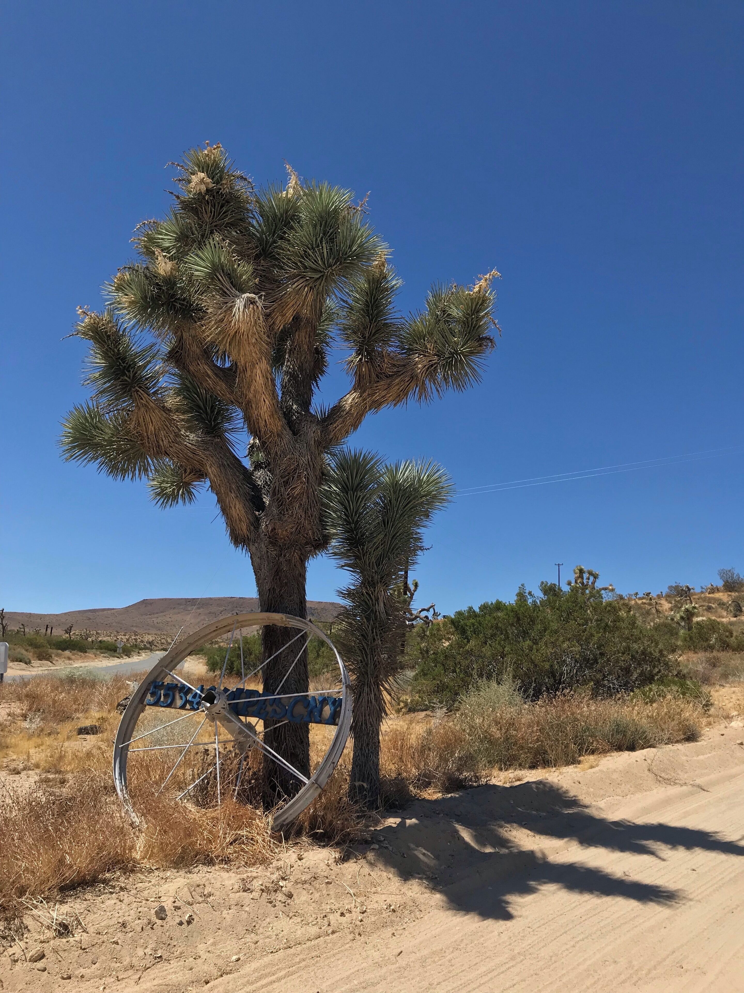 The city that looks like the 1940 Western movies. You feel that you entered another time. Cactuses are taller then a man and buildings are probably older than your grandparents