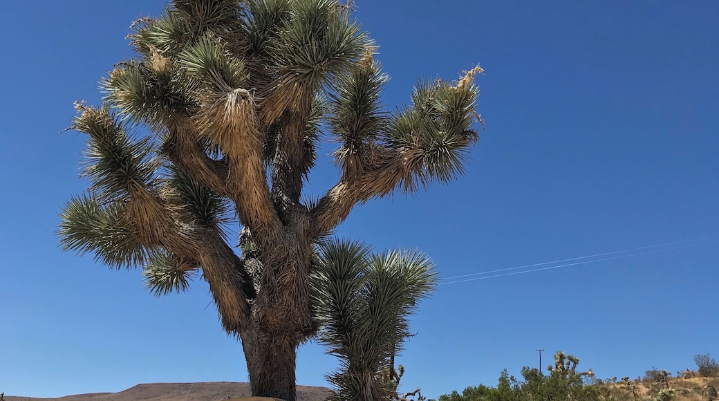 The city that looks like the 1940 Western movies. You feel that you entered another time. Cactuses are taller then a man and buildings are probably older than your grandparents