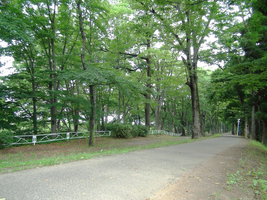 Inside forest of Shingen embankment