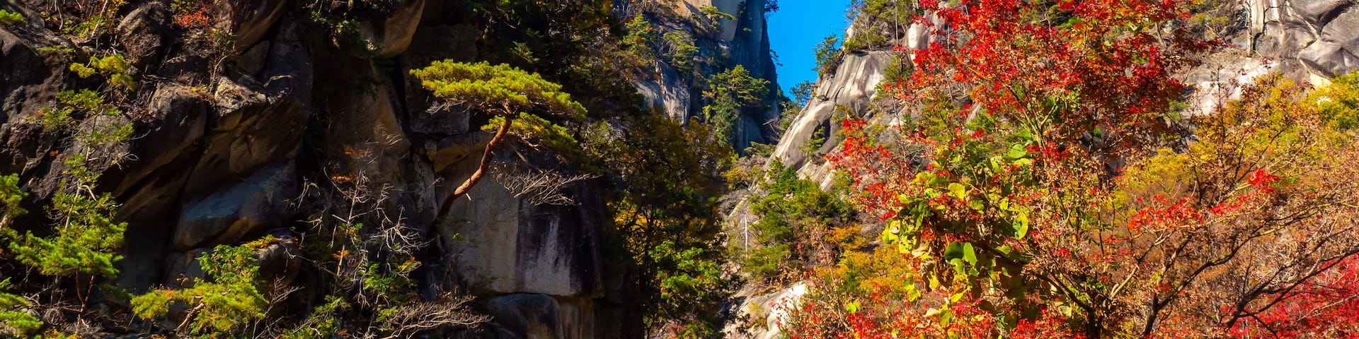Kofu. Japan. Panorama of the autumn canyon. Landscape with japanese maple. Red maple tree. Nature of the Shosenkyo Gorge. Vacations in the city of Kofu. Japan mountain. Natural attractions.