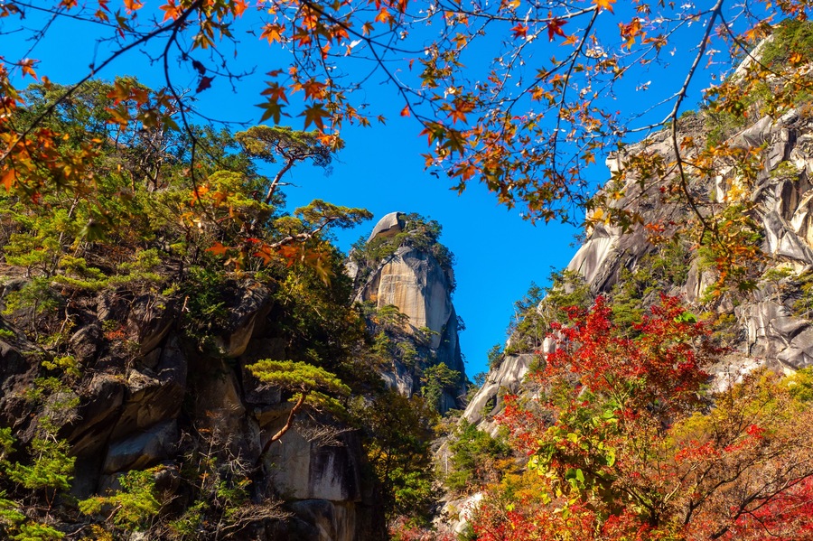 Kofu. Japan. Panorama of the autumn canyon. Landscape with japanese maple. Red maple tree. Nature of the Shosenkyo Gorge. Vacations in the city of Kofu. Japan mountain. Natural attractions.