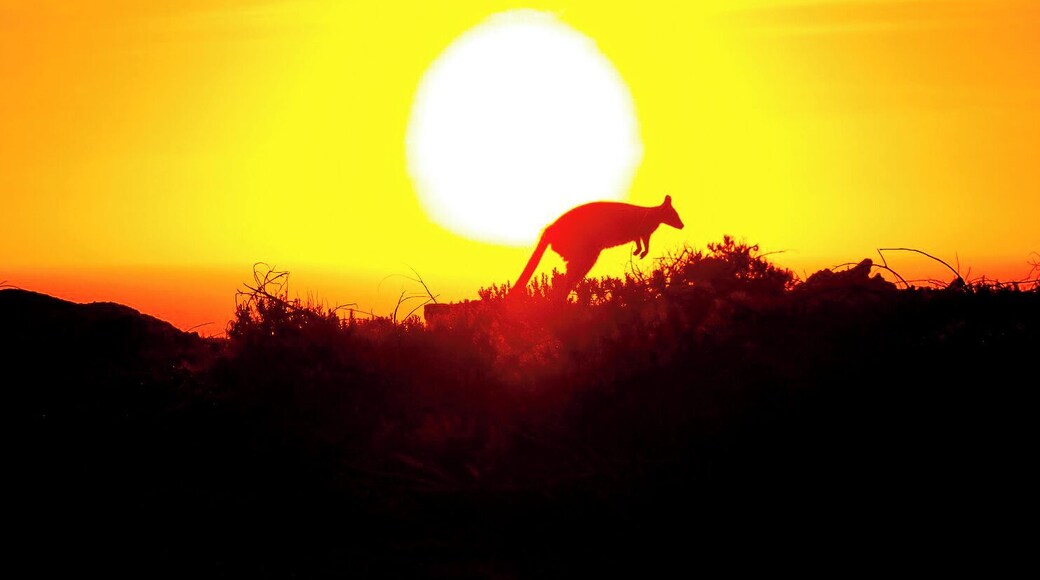 We came to this amazing spot to enjoy the sunset and it's fair to say it didn't disappoint - especially when this little wallaby jumped around in front of my lens!
#LifeAtExpedia