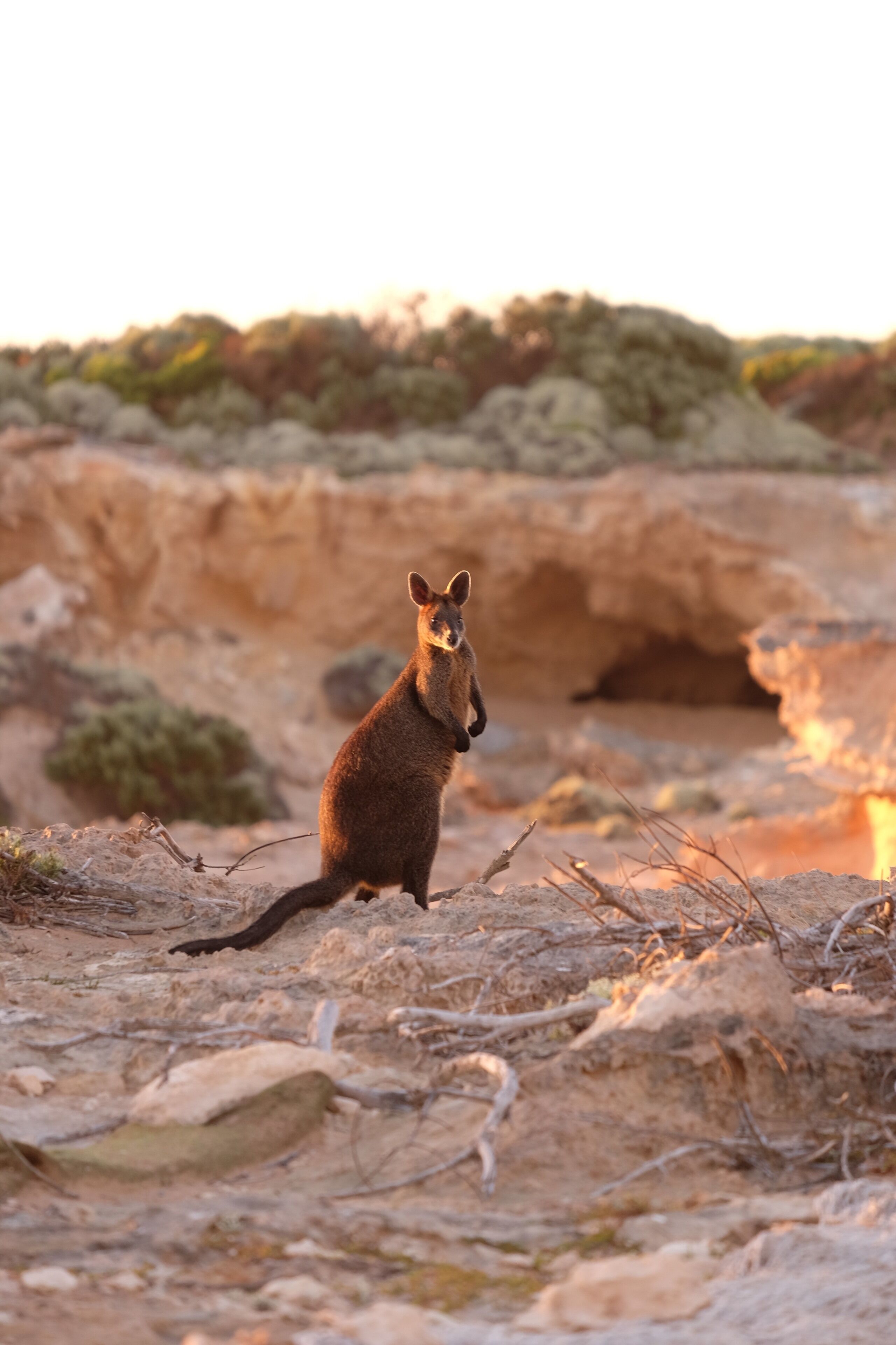 This little wallaby surprised us at sunset. Looking at him though, we weren't sure whether he wanted to wave or fight...!

#LifeAtExpedia