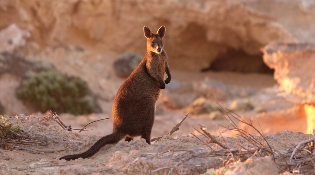 This little wallaby surprised us at sunset. Looking at him though, we weren't sure whether he wanted to wave or fight...!
#LifeAtExpedia