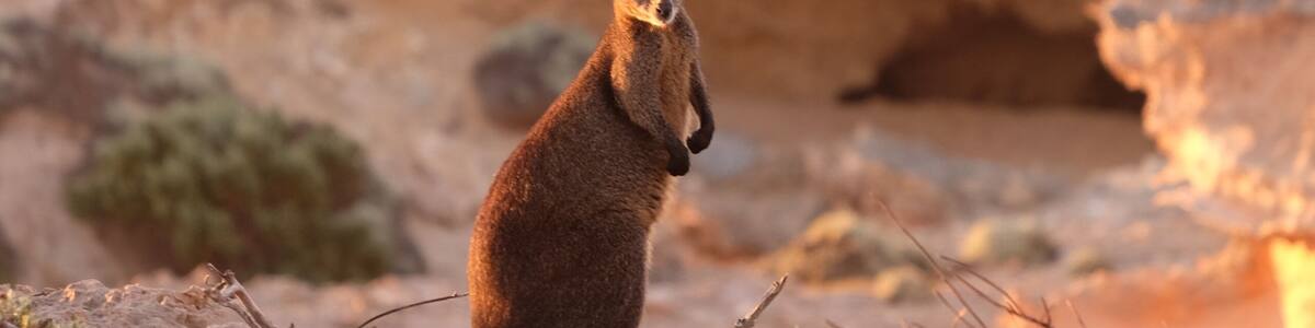 This little wallaby surprised us at sunset. Looking at him though, we weren't sure whether he wanted to wave or fight...!
#LifeAtExpedia