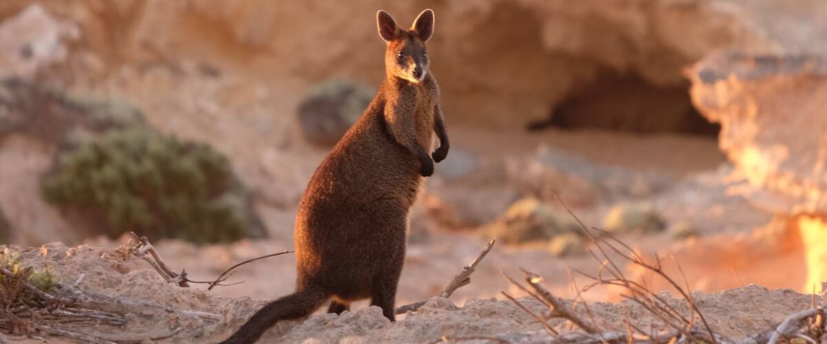 This little wallaby surprised us at sunset. Looking at him though, we weren't sure whether he wanted to wave or fight...!
#LifeAtExpedia