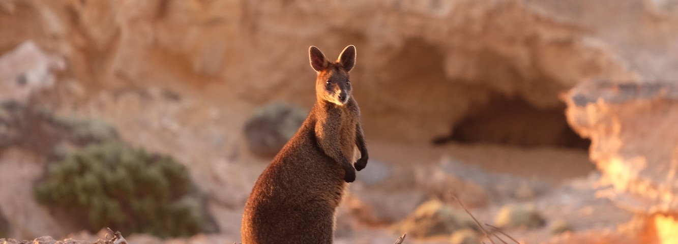 This little wallaby surprised us at sunset. Looking at him though, we weren't sure whether he wanted to wave or fight...!
#LifeAtExpedia