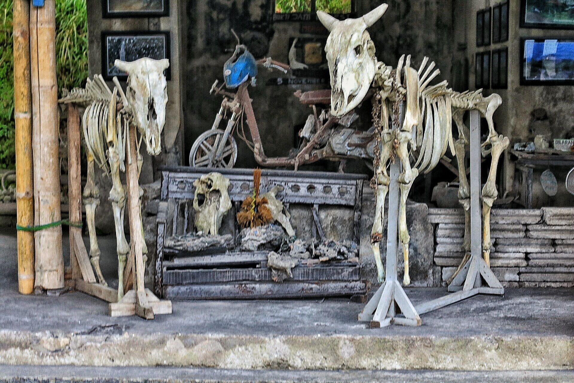 A collection of animal skeletons displayed outdoors, including a cow skull and a horse skeleton.