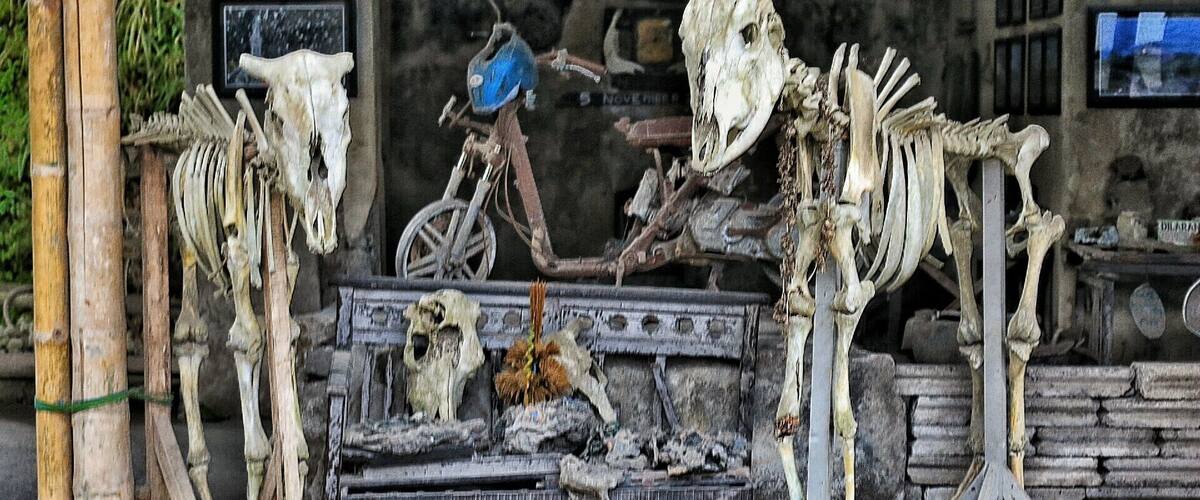 A collection of animal skeletons displayed outdoors, including a cow skull and a horse skeleton.