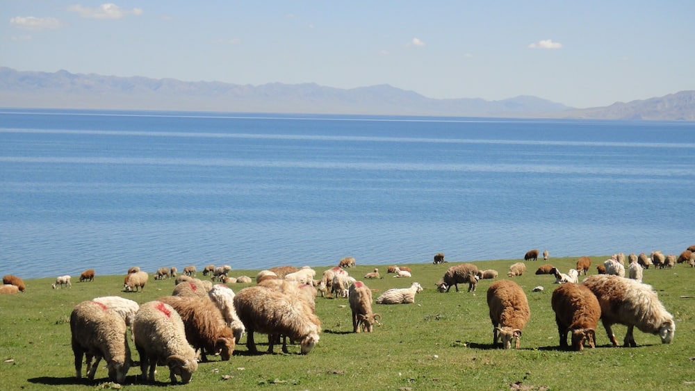 A flock of sheep grazing on a grassy field by a large body of water with mountains in the background.