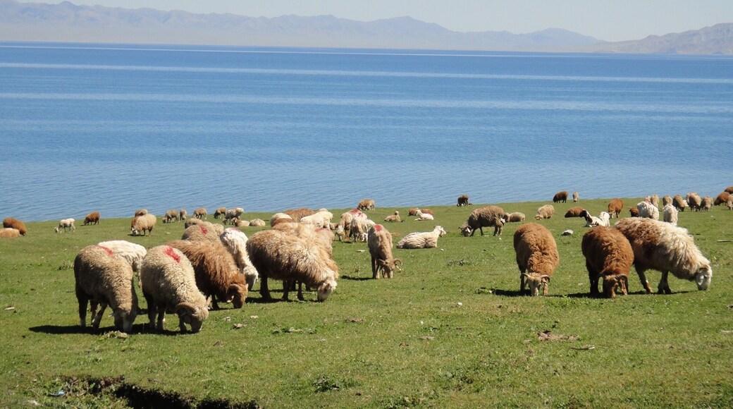 Those lovely sheep are enjoying themselves..🐑