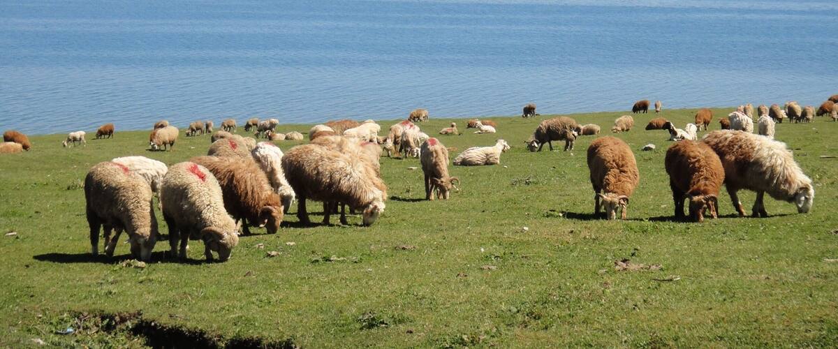 Those lovely sheep are enjoying themselves..๐