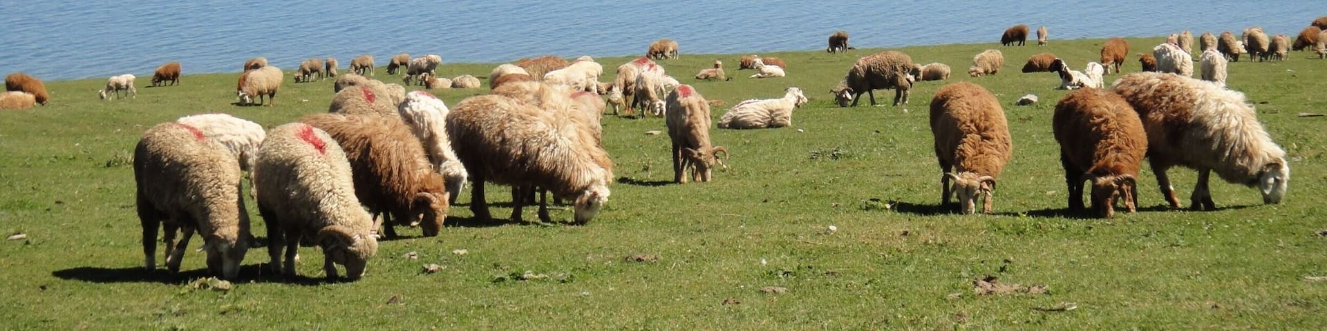 Those lovely sheep are enjoying themselves..🐑