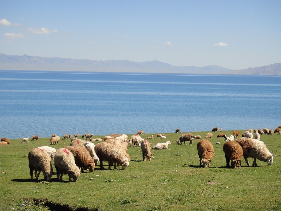 Those lovely sheep are enjoying themselves..🐑