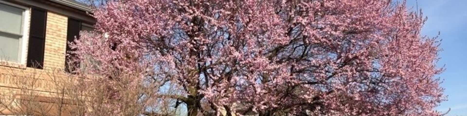 A beautiful Plum tree in our front yard. #Treetrove