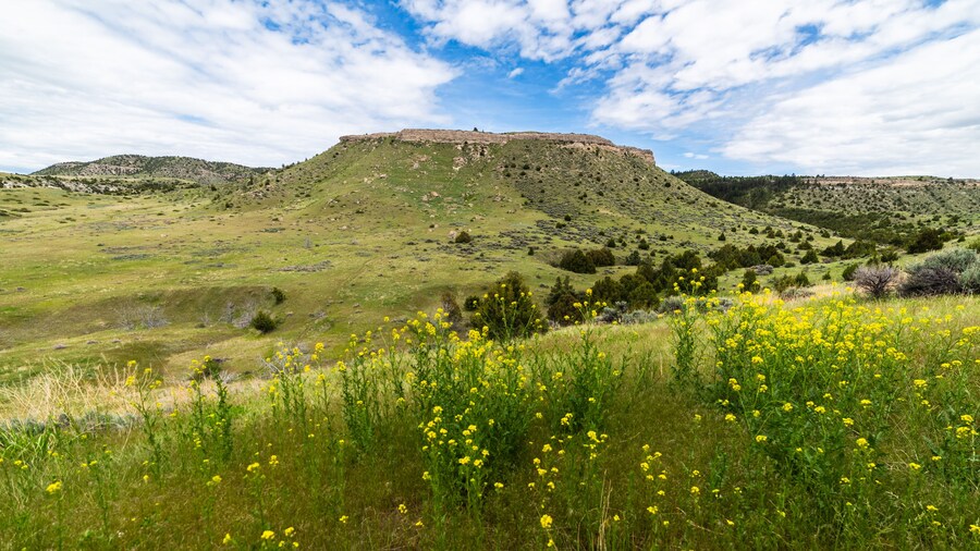 Beautiful Flowers At Buffalo Jump State Park