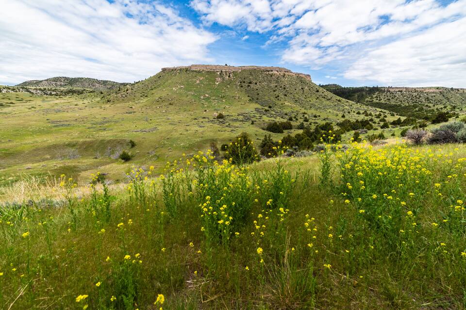 A grassy hill with yellow flowers and a distant hill with a flat top.