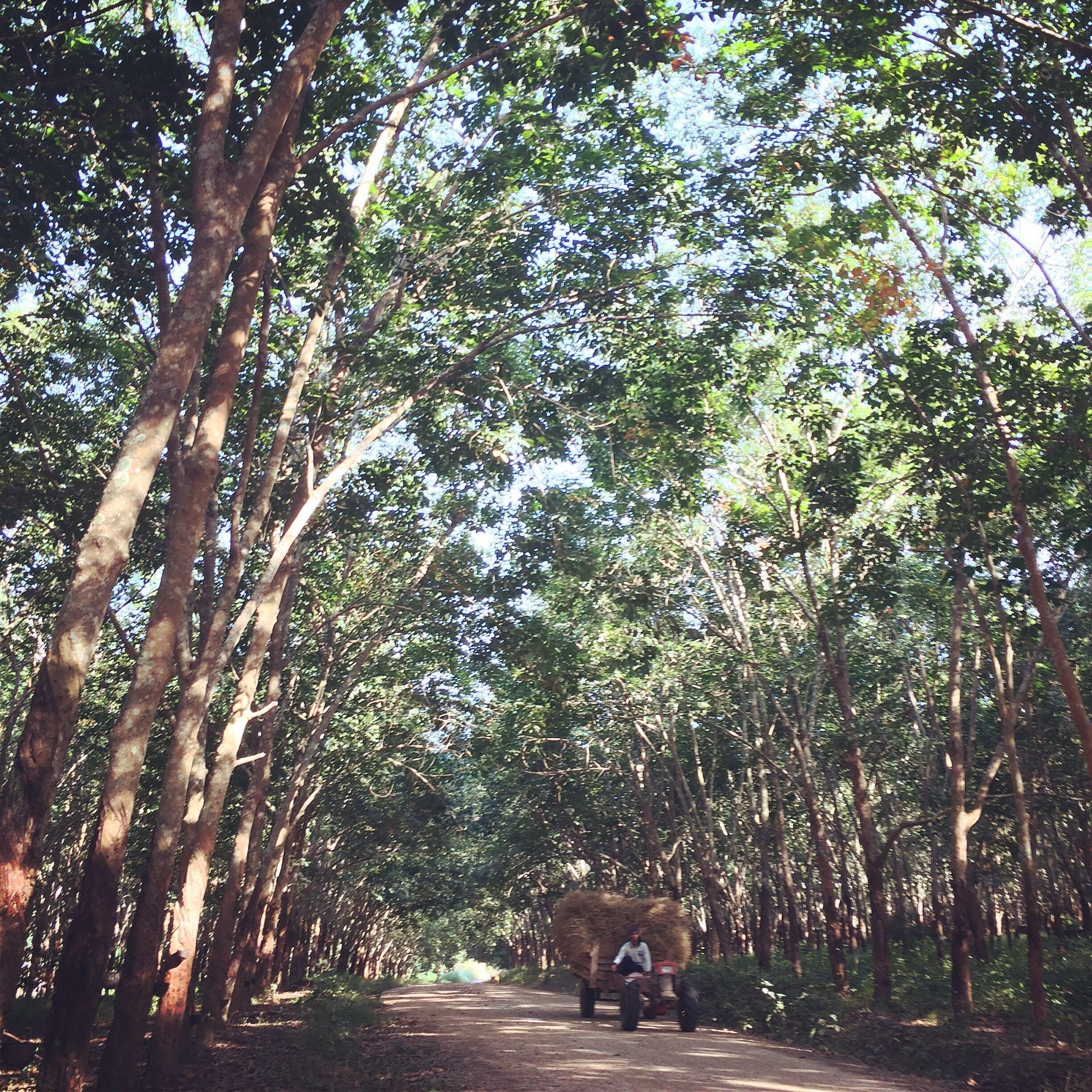 Rubber tree@ Loie Thailand