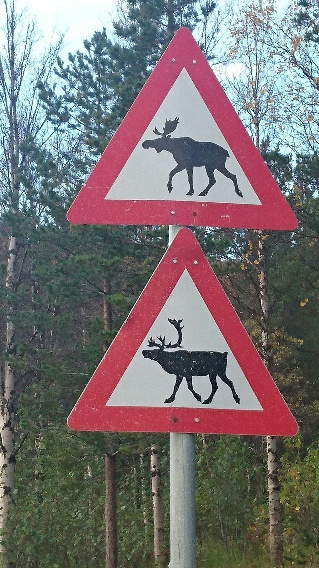 As a massive lover of Moose & Reindeer I can't tell you how excited I was to see these two road signs together ☺