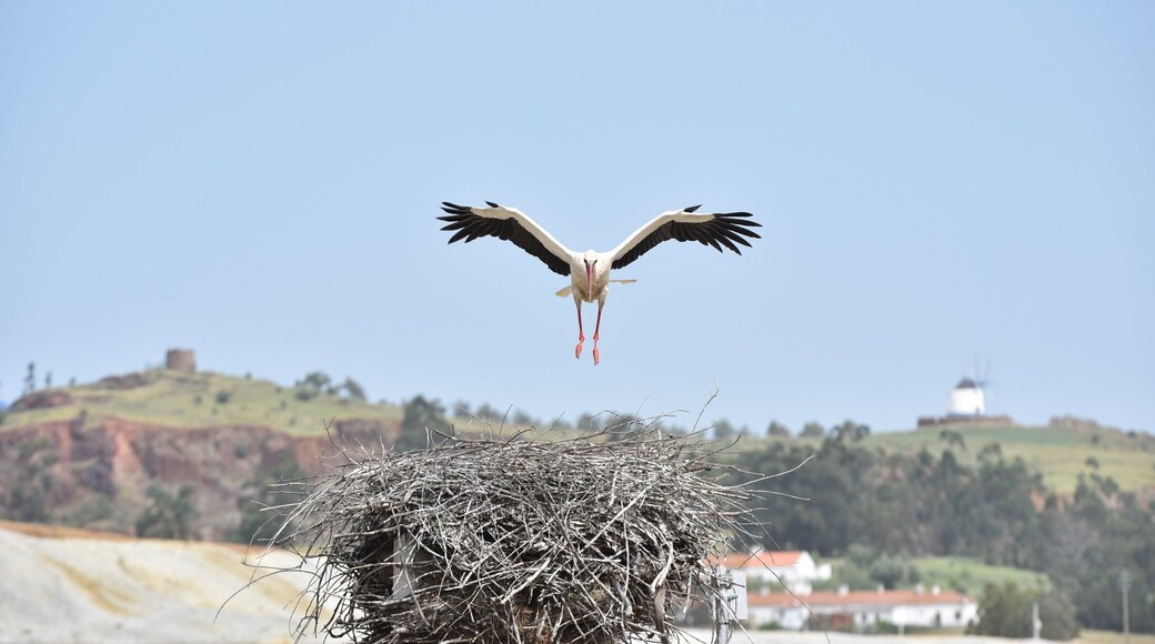 White-Stork. Photo taken around my hometown. Visit this beautiful small village. Aljustrel, Portugal.
#whitestork #stork #aljustrel #alentejo #portugal