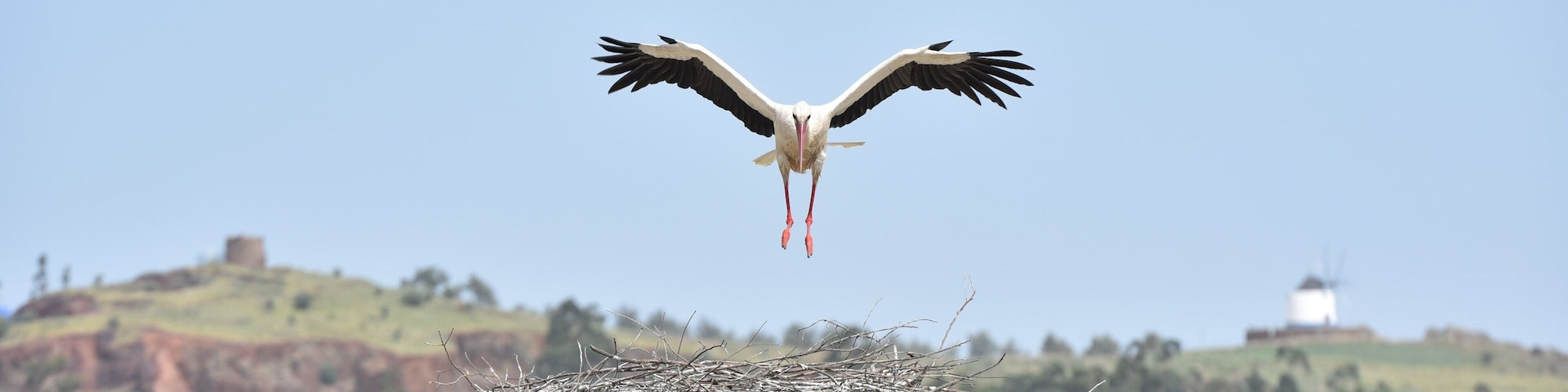 White-Stork. Photo taken around my hometown. Visit this beautiful small village. Aljustrel, Portugal.
#whitestork #stork #aljustrel #alentejo #portugal