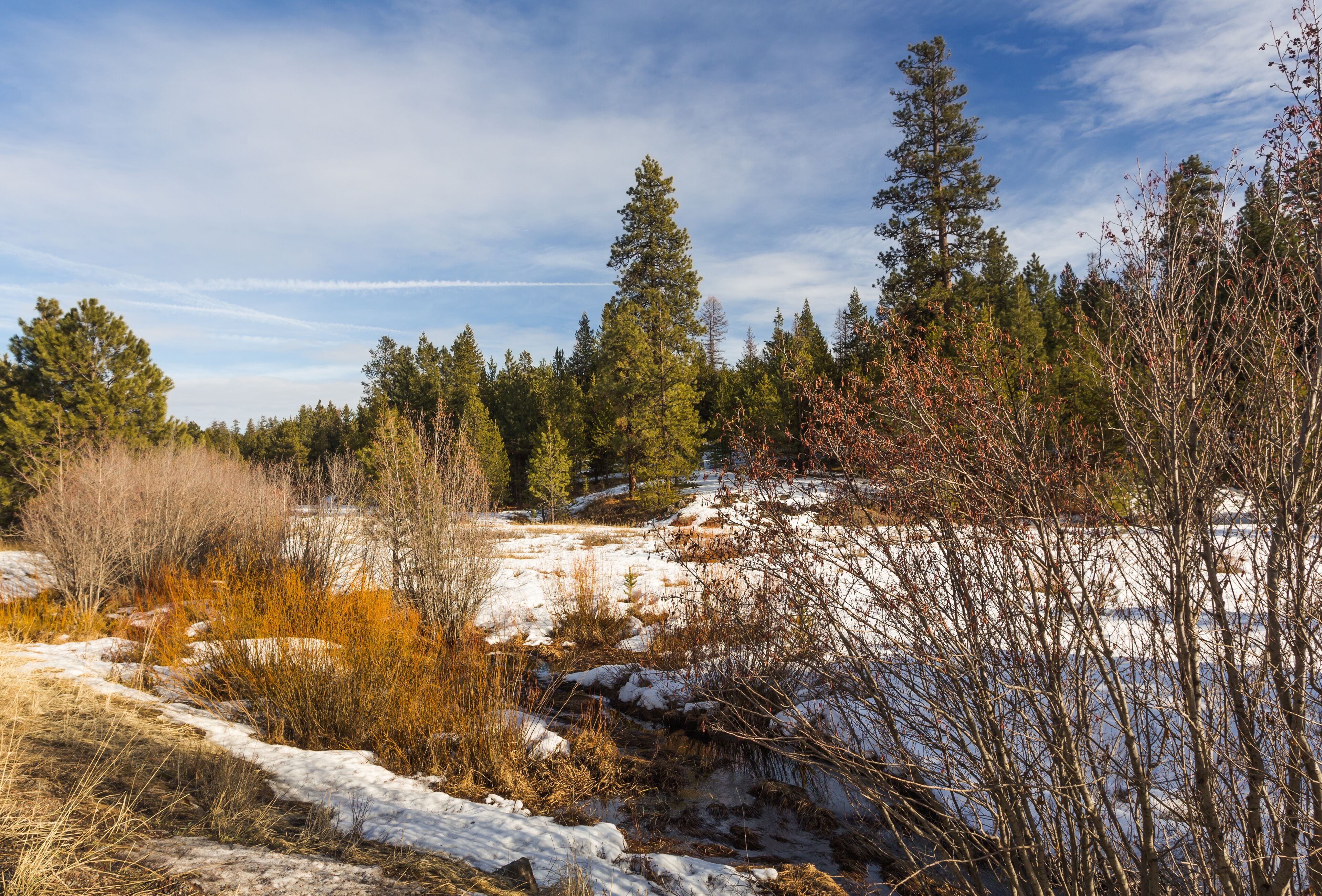Water stream in winter forest. Ochoco National Forest in Oregon