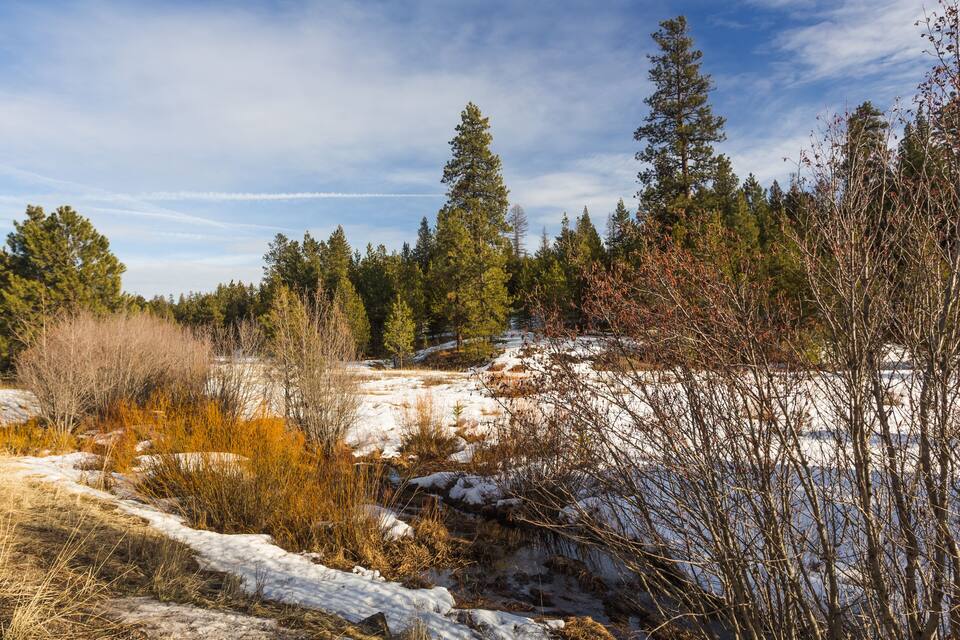 A snowy landscape with evergreen trees and dry grass.