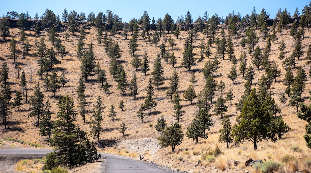 Ochoco Wayside State Park