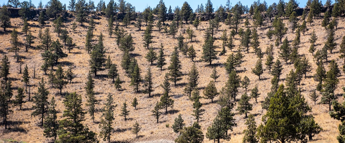 Pine trees dot the hillside in the Ochoco Wayside State Park; Prineville, Oregon, United States of America