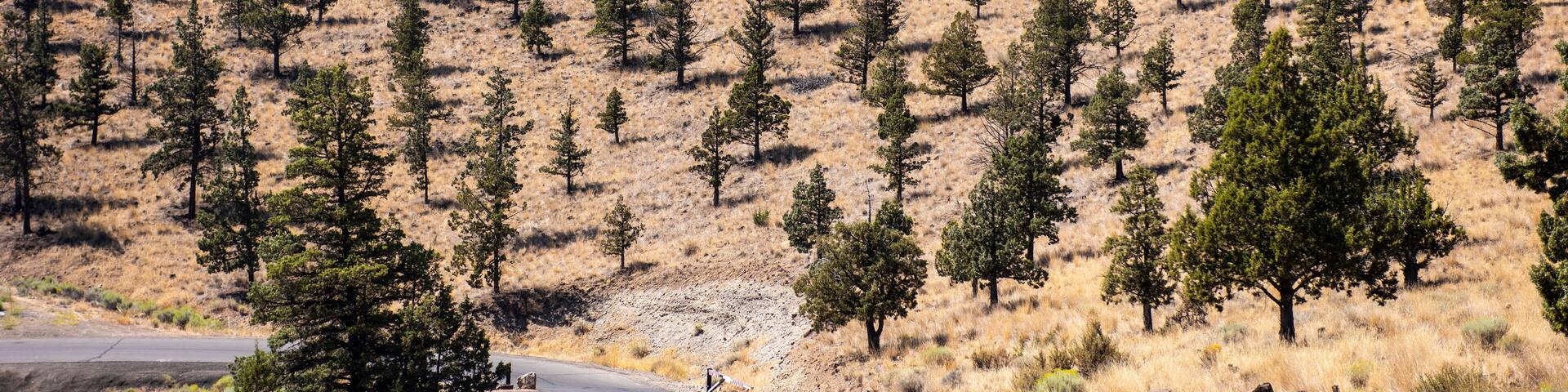 Pine trees dot the hillside in the Ochoco Wayside State Park; Prineville, Oregon, United States of America