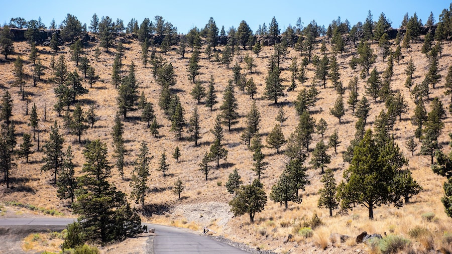 Ochoco Wayside delstatspark