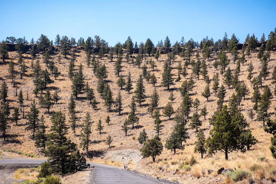 A road winding through a dry, grassy hillside with scattered trees.